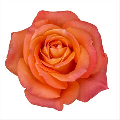 Open flower rose blossom. Pink orange rose flower