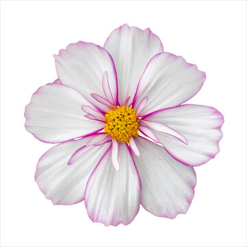 White Cosmos Flower With Pink Border. Natural Real Flower Cosmos Blossom Isolated