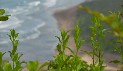 beautiful lush Green plants covering the landscape at the coast