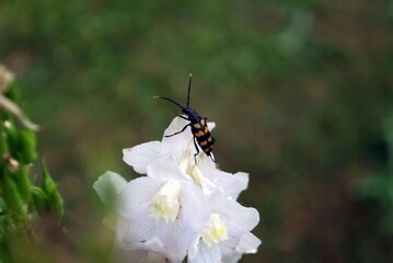 striped beetle in a white flower