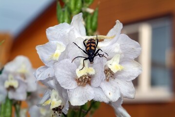 striped beetle in a white flower