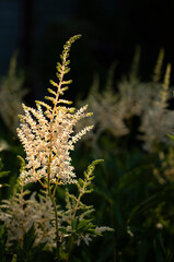 white flower, nature backgrounds