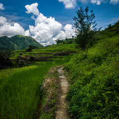 Fototapeta na wymiar Greenview field of the magnificent Rice Terraces.