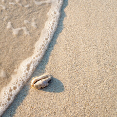 Seashell on a white Sand along the shoreline