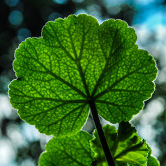 Close up shot of a fresh Oregano leaf 