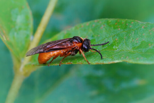 Closeup of an roange sawfly species , Monostegia abdominalis