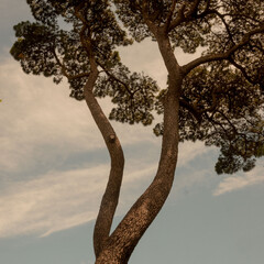 Fototapeta na wymiar tree in the desert