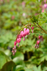 Bleeding heart
