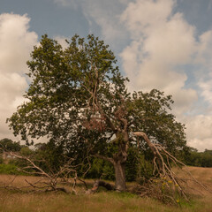 tree in the field