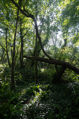 sun rays in the forest