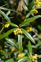 Wintergreen barberry