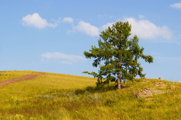 Summer landscape of lonely larch against blue sky background in the green steppe of Khakassia, Russia.