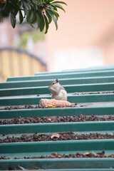 squirrel eating corn. indian squirrel eating food