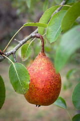Branch of a pear tree with ripening pears