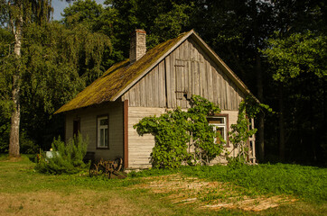 An old wooden house overgrown with a vine.