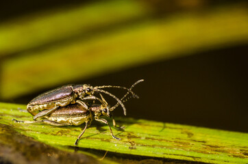 Love-making bugs couple on a green grass.