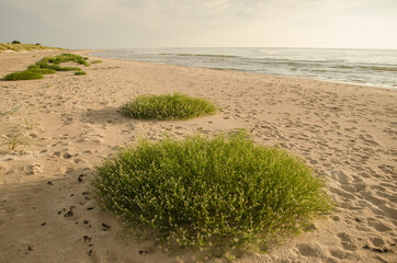 Baltic Sea and grass in the evening.