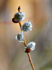 water droplets on a blossoming pussy willow bud in spring