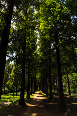 하늘공원의 푸르른 메타세콰이어길