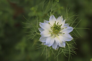 春の庭に咲く青と白のグラデーションのニゲラの花