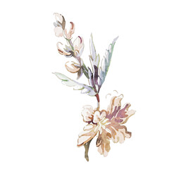 Beautiful elegant watercolor flowers, bouquets and leaves