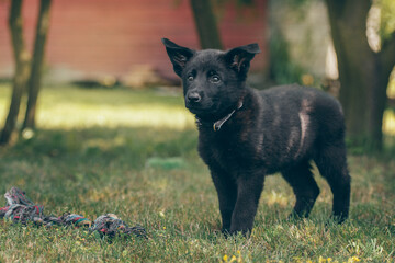 Szczeniak pies czarny owczarek niemiecki stojący na trawie w ogrodzie - obrazy, fototapety, plakaty