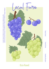 Fresh grape juice packaging design. Wine grapes, table grapes vector hand drawn card concept.