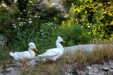 ducks on the grass