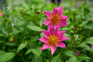 Fresh bright pink dahlia coccinea on a blurred green background. Copy space. Selective focus.