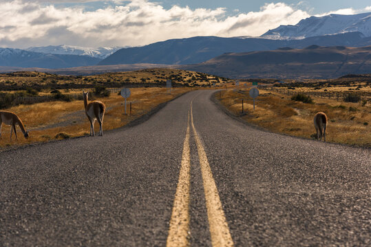 Highway theme picture. Highway concept picture. Amazing autumn. The natural landscape of the Patagonian plateau. Travel in Chile in South America.