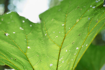 Burdock field, big leaves. Background with large green leaves of burdock.