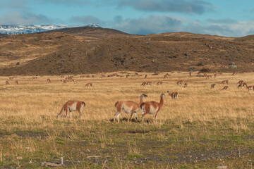 The alpaca (Vicugna pacos) is a species of South American camelid mammal. Alpacas are kept in herds that graze on the level heights of the Andes of Chile.