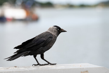 Jackdaw, Corvus monedula on the west coast of Scotland