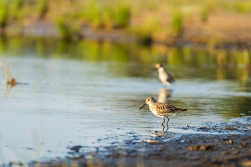 Green Sandpiper feeds along the shores, looking for food on beach of Baltic sea before autumn migrating to southern, autumn season in bird life. Wading bird during foraging