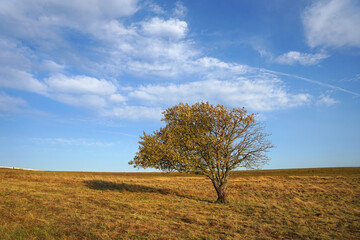 Fototapeta premium Lonely tree on hilly countryside with blue sky and autumn colours, autumn concept