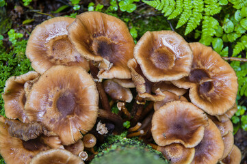 Group of brown inedible old large false honey mushrooms growing from a fir tree covered with moss in fern in a dark Latvian forest