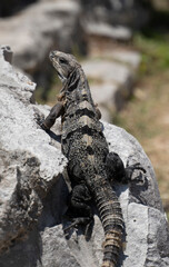 Iguana of the yucatan (cachryx defensor) on a rock 