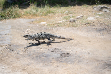 Iguana of the yucatan (cachryx defensor)