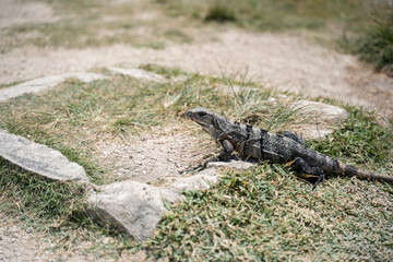Iguana of the yucatan (cachryx defensor)