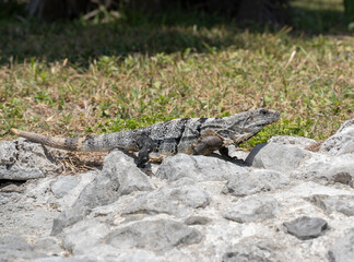Iguana of the yucatan (cachryx defensor) on a rock 