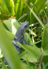 Iguana of the yucatan (cachryx defensor)