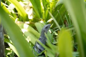 Iguana of the yucatan (cachryx defensor)