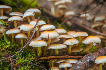 Family of white orange inedible false honey mushrooms growing from a fallen fir tree covered with moss in a lightLatvian forest