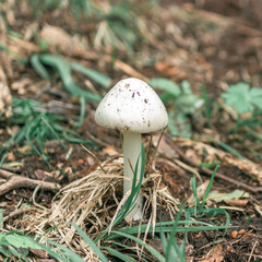 Close-up of beautiful white toadstools
