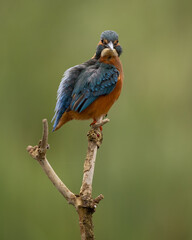 Male Common Kingfisher perched on a branch looking straight at camera with a green background