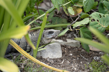 Iguana of the yucatan (cachryx defensor)