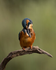 Male kingfisher preening his chest feathers perched on a branch with a green background