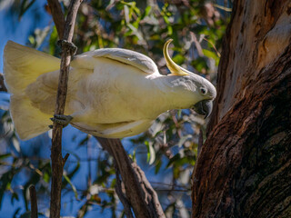 Sideways Cockatoo