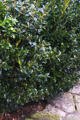 Bush of boxwood after rain. Small bright green leaves of boxwood with drops of water. Green foliage backdrop after rain