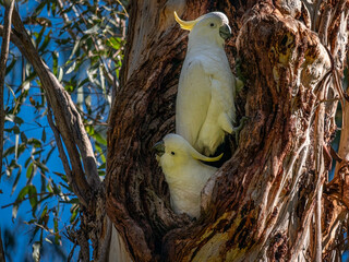 Two In The Nest